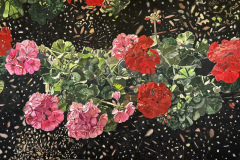 Red and Pink Geraniums 22x40